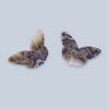 Chevron Amethyst Specimens
