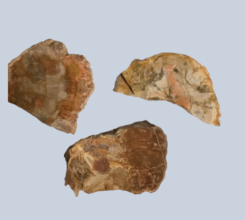 Petrified Wood Stones