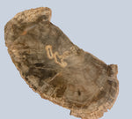 Petrified Wood Stones