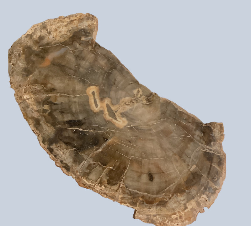 Petrified Wood Stones