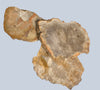 Petrified Wood Stones