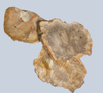 Petrified Wood Stones