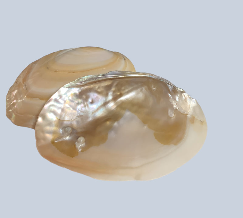 Pearl Shell