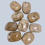 Agatized Coral Tumbled Stone