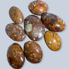 Phoenix Stone Palm Stone