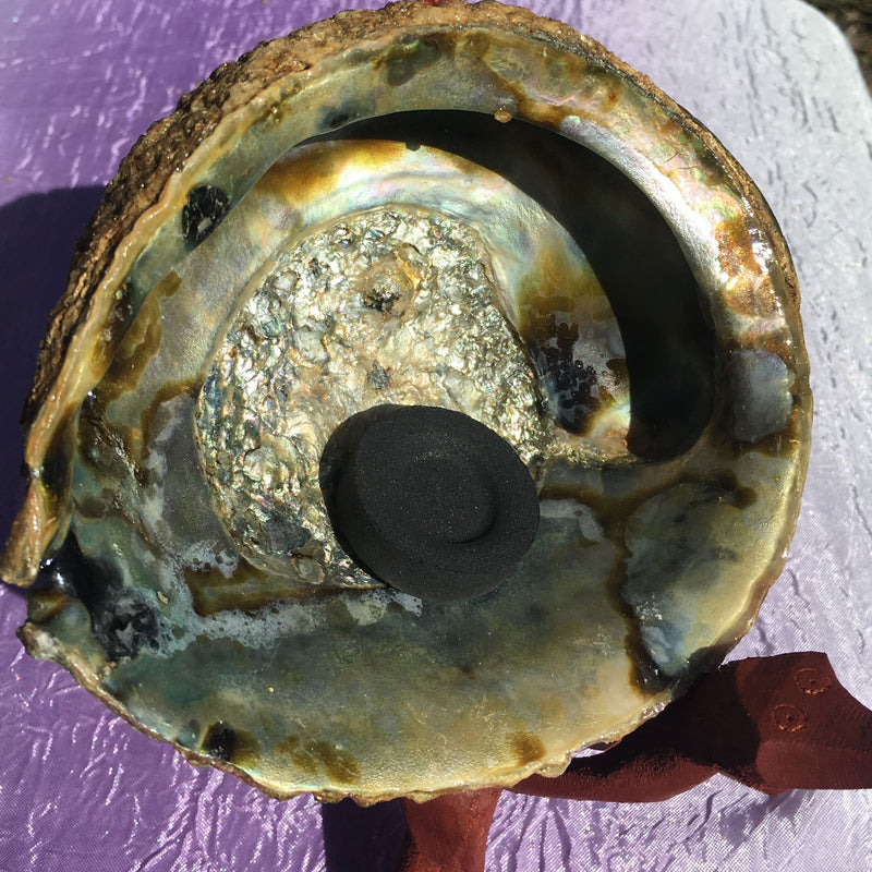 Abalone Shell & Wooden Stand Kit