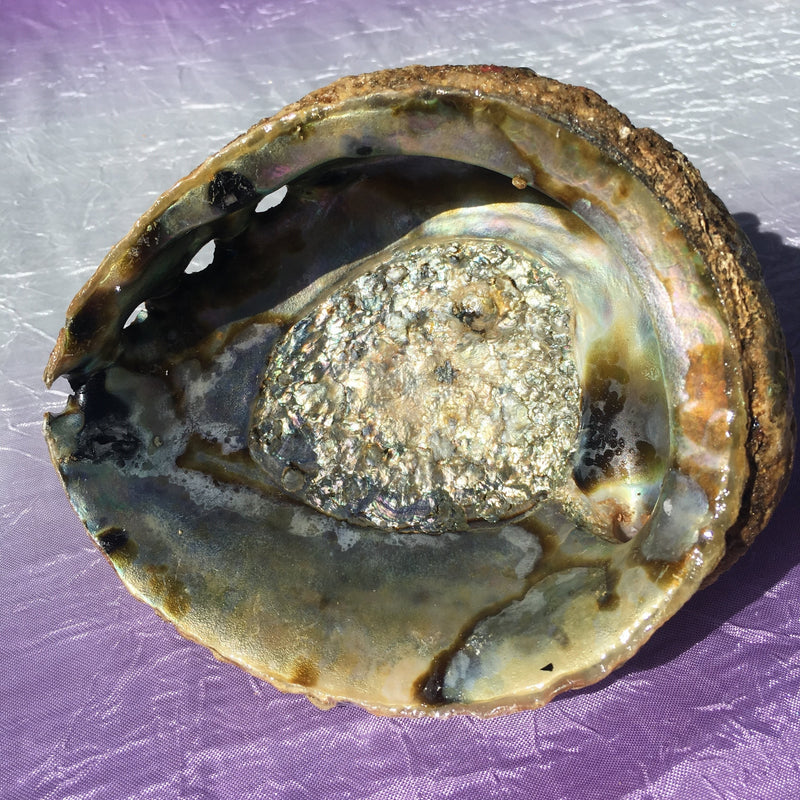 Large Abalone Shell 6-7”
