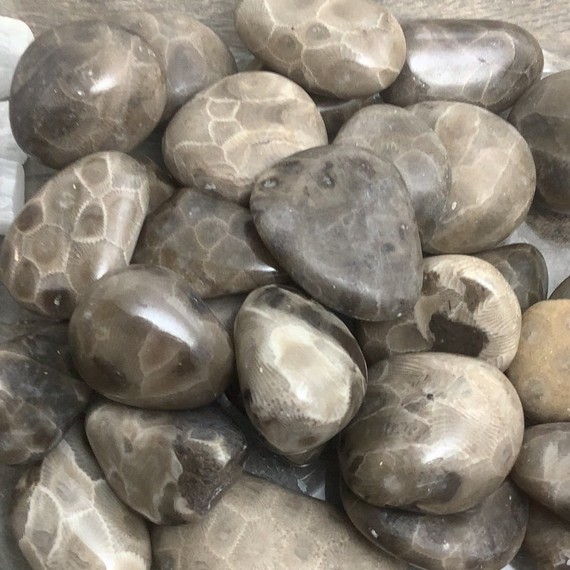 Petoskey Stone