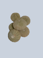 Sea Urchin