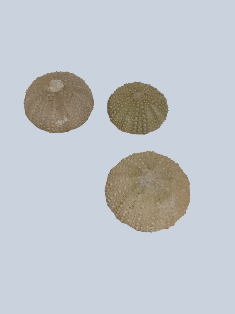 Sea Urchin