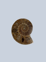 Ammonite sterling silver rings