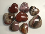 Petrified Wood Specimens