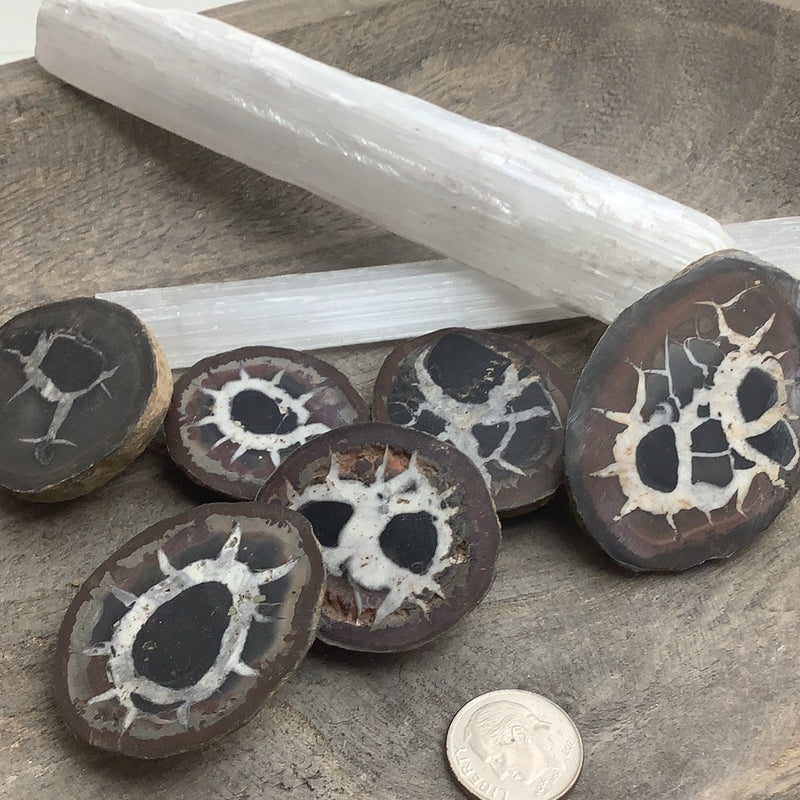 Septarian Specimens