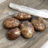 Phoenix Stone Palm Stone