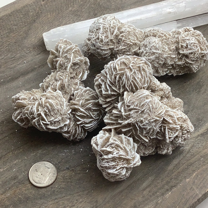 Desert Rose