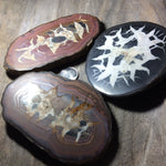 Septarian Specimens