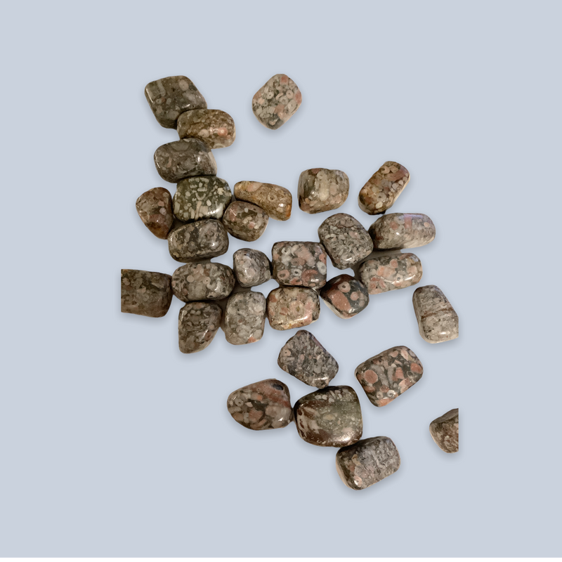 Crinoid Fossil Stone