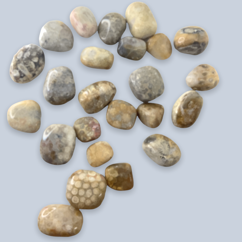 Fossil Coral