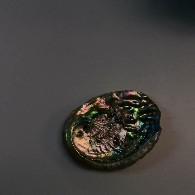 Small Abalone Shell