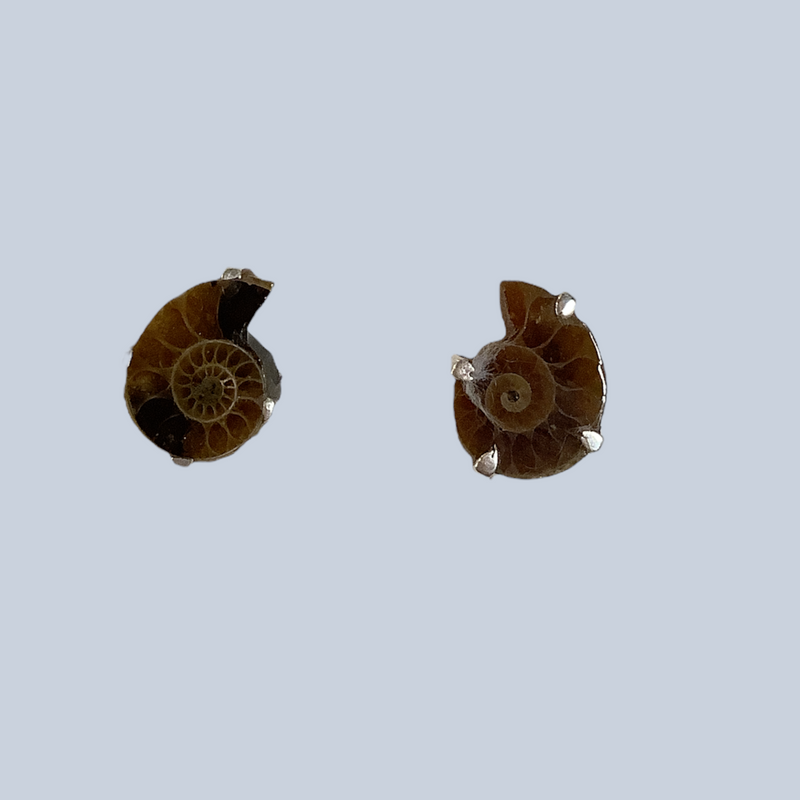Ammonite sterling silver studs