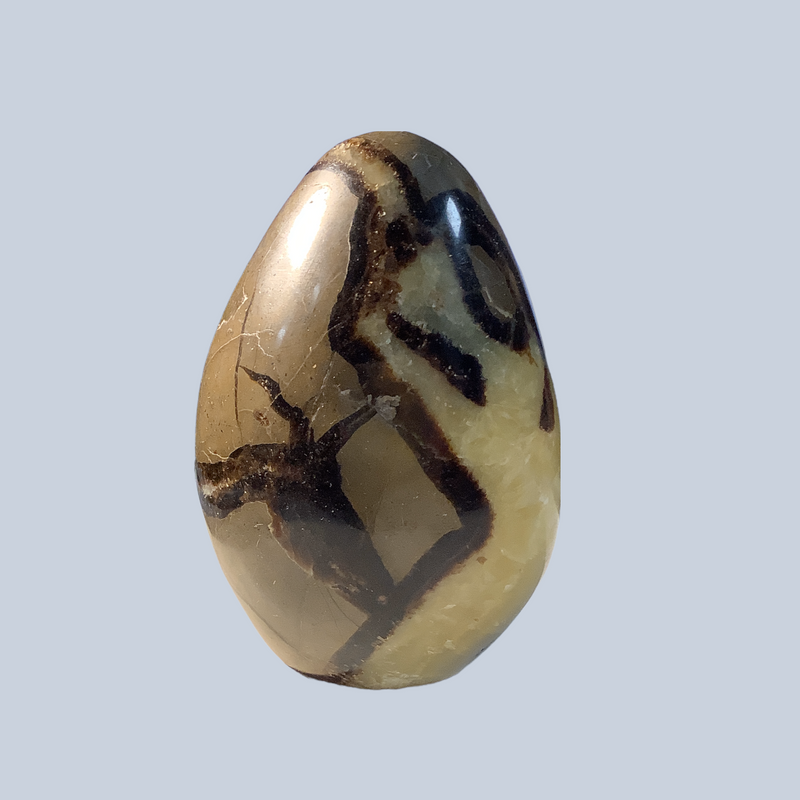 Septarian Specimens