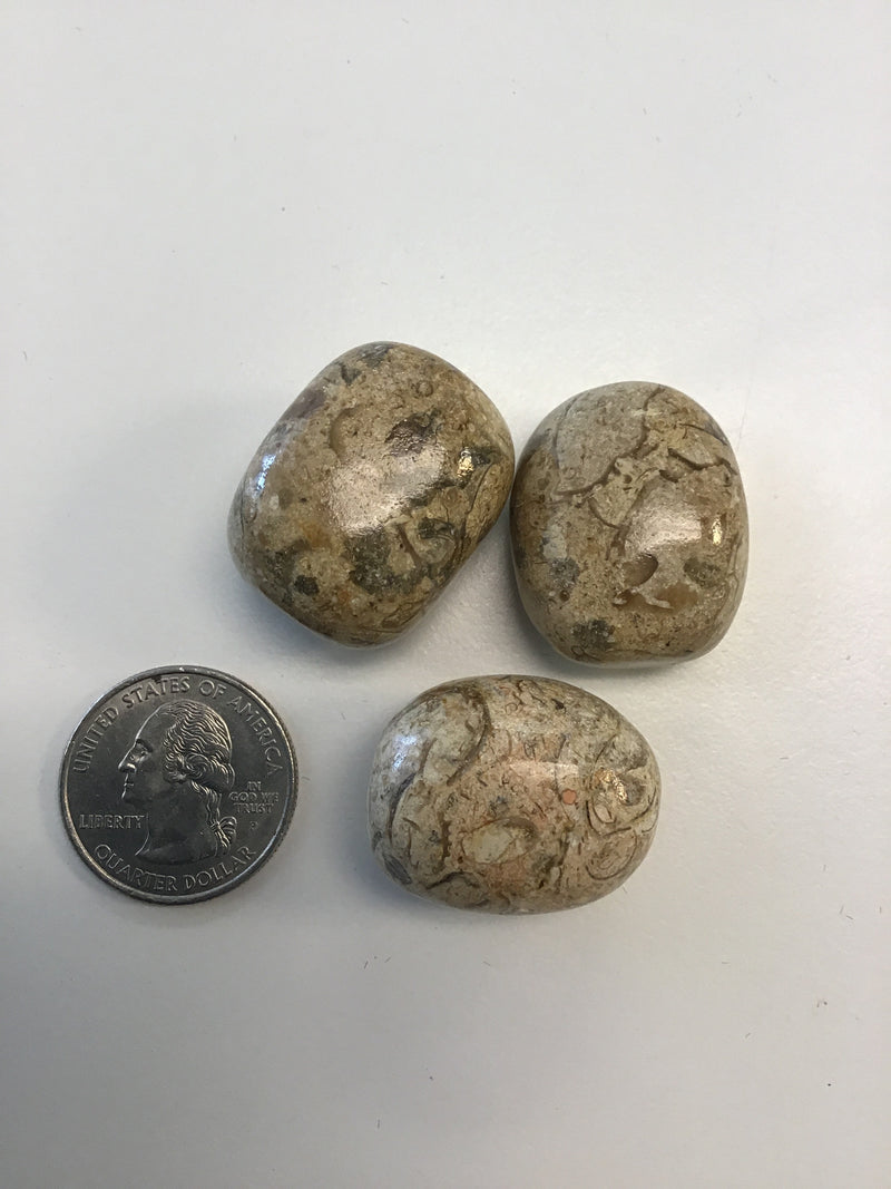 Agatized Coral Tumbled Stone