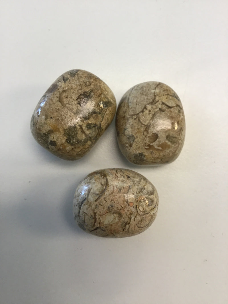 Agatized Coral Tumbled Stone