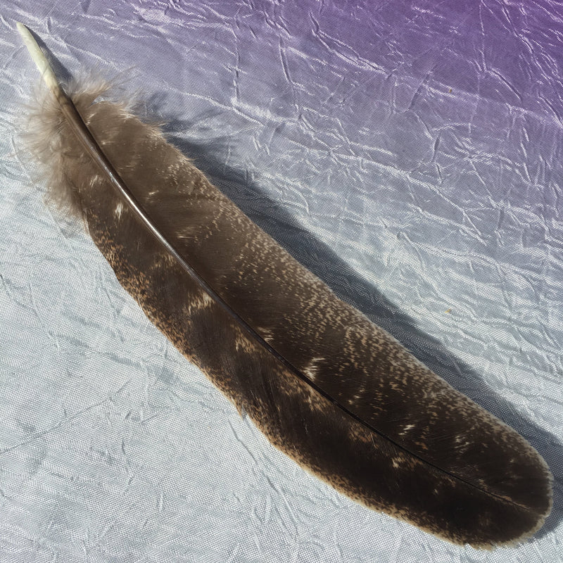 Turkey Feather